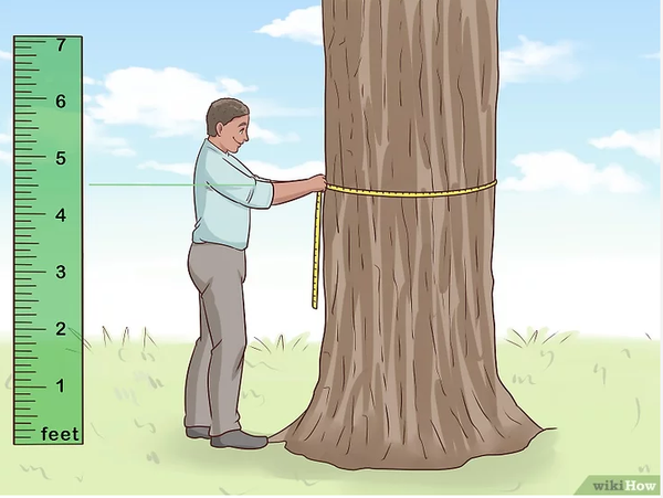 cách nhận biết tuổi của gỗ
